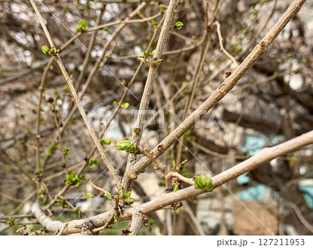 Hanging buds of flowers on trees 127211953
