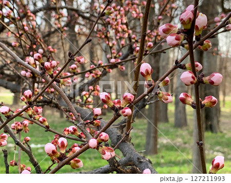 Hanging buds of flowers on trees Hanging buds of flowers on trees 127211993