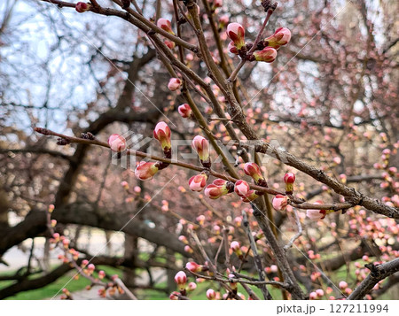 Hanging buds of flowers on trees Hanging buds of flowers on trees 127211994