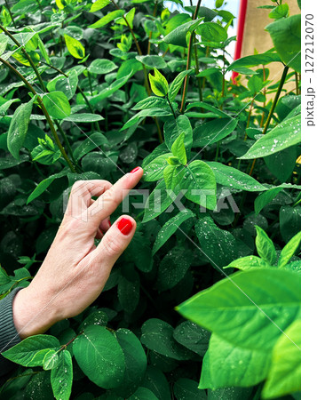 Female hand gently touching rain kissed spring foliage. Perfect for seasonal rebirth concepts, gardening blogs and eco friendly topic 127212070