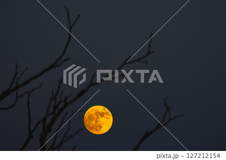 An Eerie Moonlit Night Unfolds Through the Bare Tree Branches in the Quiet Outdoors 127212154