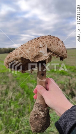 Gifts of nature, a woman holds a large mushroom parasol in her hand and admires its beauty. woman holding a mushroom. Large mushroom umbrella on the background of a green meadow Gifts of nature, a woman holds a large mushroom parasol in her hand and admires its beauty. woman holding a mushroom. Large mushroom umbrella on the background of a green meadow 127212188