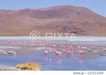 Laguna Hedionda flamingos, Bolivia 127212200