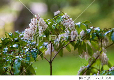 wHITE BLOSSOMS eNKIANTHUS IN Japanese garden in belgum 127212406