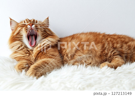 Fluffy ginger cat yawns while lying on a soft white carpet. Generated by artificial intelligence 127213149