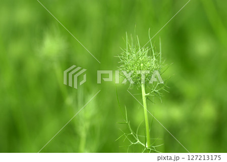 ニゲラの蕾 127213175