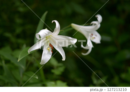 ササユリ ササユリ 127213210