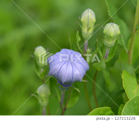 桔梗の蕾 127213226