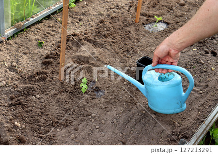 An elderly farmer's hand waters planted watermelon sprouts in a greenhouse 127213291