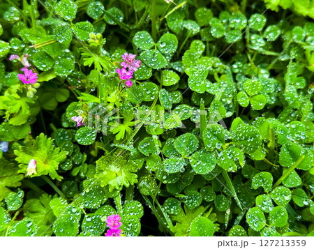 Morning dew on vibrant green clover leaves and pink wildflowers Morning dew on vibrant green clover leaves and pink wildflowers 127213359