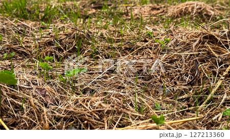 Emerging green sprouts amidst dry hay on a field Emerging green sprouts amidst dry hay on a field 127213360