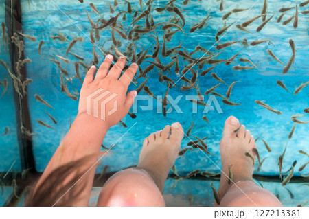 Garra rufa or red garra fish 127213381