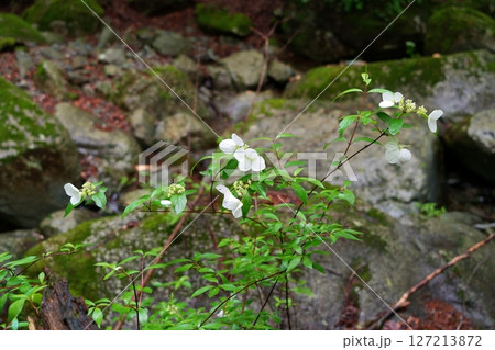 ガクウツギの花 ガクウツギの花 127213872