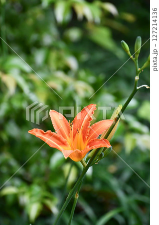 ノカンゾウ 127214136