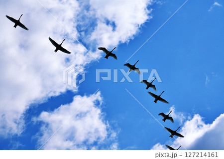 青空を飛ぶ白鳥の群れ 青空を飛ぶ白鳥の群れ 127214161