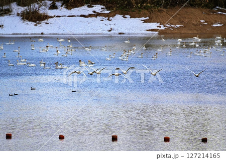 北海道美瑛町　水沢ダムから飛び立つ白鳥 127214165