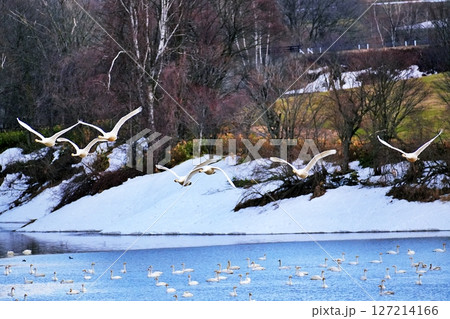 北海道美瑛町　水沢ダムから飛び立つ白鳥 127214166