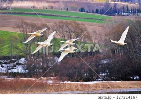 北海道美瑛町 水沢ダムに舞い降りる白鳥 127214167