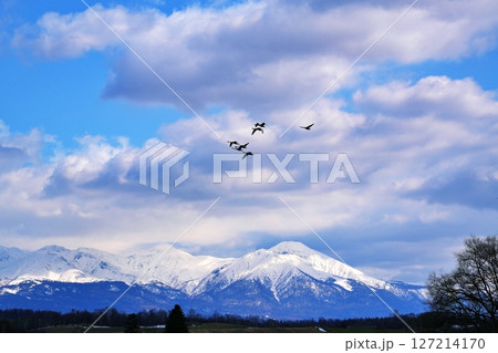 十勝岳連峰をバックに飛ぶ白鳥 127214170