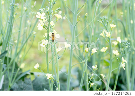 花にとまるミツバチ 127214262