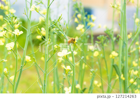 花にとまるミツバチ 花にとまるミツバチ 127214263