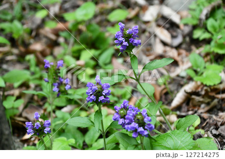 タテヤマウツボグサ Prunella prunelliformis タテヤマウツボグサ Prunella prunelliformis 127214275