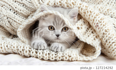 Cute light gray kitten is nestled comfortably in a soft white knitted plaid, exuding warmth and coziness Cute light gray kitten is nestled comfortably in a soft white knitted plaid, exuding warmth and coziness 127214292