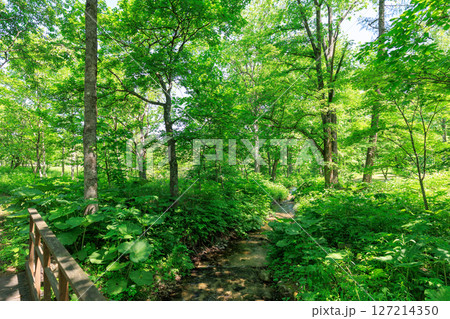 森の中を流れる小川 森の中を流れる小川 127214350