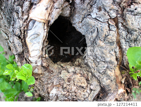 Young shoots around the hollow on the trunk of an old tree 127214411