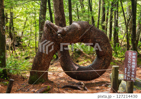 【根曲がり松】クルリンパ【牛留池ほとりにて】 127214430