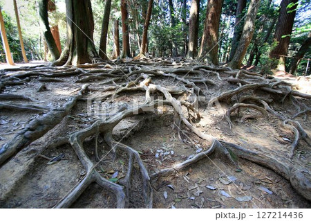 牛若丸も兵法修行をしたと伝えられる… 鞍馬山・鞍馬寺『木の根道』 127214436