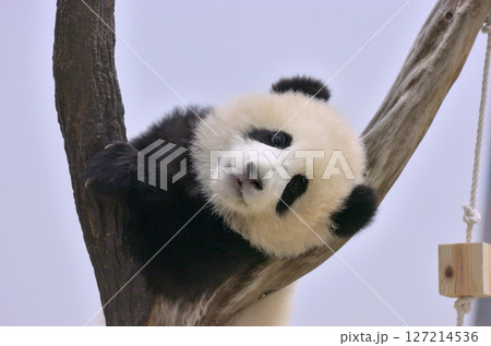 木登りの練習をする梅浜 127214536