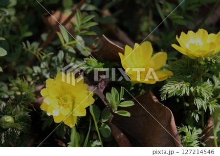 早春の陽射しを浴びて輝く福寿草 127214546