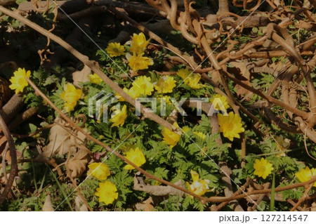 早春の陽射しを浴びて輝く福寿草 早春の陽射しを浴びて輝く福寿草 127214547