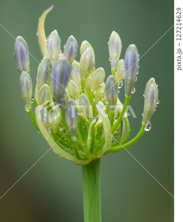 蕾のアガパンサスの雨の日の様子 127214629