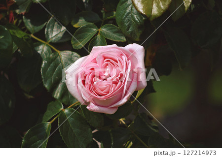Pink Floribunda hybrid tea rose bloom. Elite English garden rose flower growing in Rosengarten Volksgarten in Vienna Pink Floribunda hybrid tea rose bloom. Elite English garden rose flower growing in Rosengarten Volksgarten in Vienna 127214973
