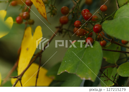 秋の森景色　赤いナンテンの実と黄葉した山芋の葉 127215279