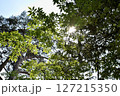 葉を照らす光芒 127215350