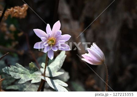 林縁で見られた薄っすらとピンクがかった花と横を向いた花が並んでいる姿が可愛いユキワリイチゲ 林縁で見られた薄っすらとピンクがかった花と横を向いた花が並んでいる姿が可愛いユキワリイチゲ 127215355