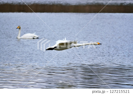 北海道美瑛町　水沢ダムから飛び立つ白鳥 127215521