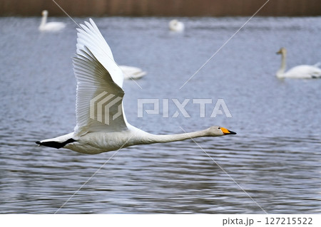 北海道美瑛町　水沢ダムから飛び立つ白鳥 127215522