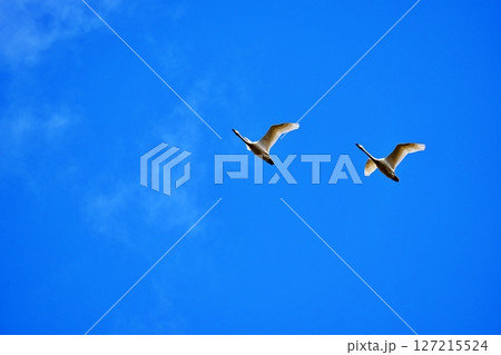 青空を飛ぶ白鳥 青空を飛ぶ白鳥 127215524