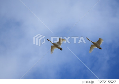 青空を飛ぶ白鳥 青空を飛ぶ白鳥 127215527