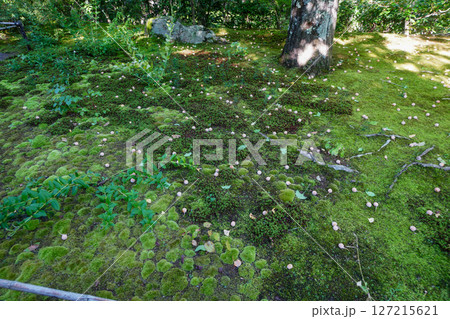 常寂光寺の境内の風景 常寂光寺の境内の風景 127215621