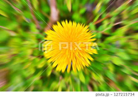 Yellow flower dandelion in the city park during summer Yellow flower dandelion in the city park during summer 127215734