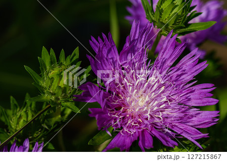 ストケシアの花02 127215867