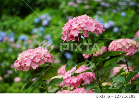 二本松寺あじさいの杜に見事に咲いた　紫陽花のアップ 127216199