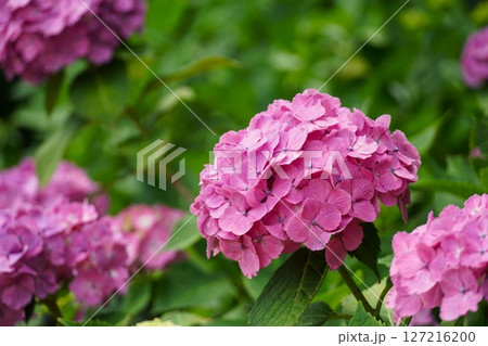 二本松寺あじさいの杜に見事に咲いた　紫陽花のアップ 127216200