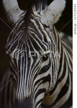 シマウマの顔 シマウマの顔 127216581