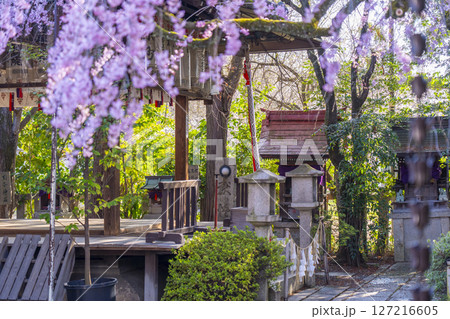 水火天満宮　紅しだれ桜（京都市上京区） 127216605